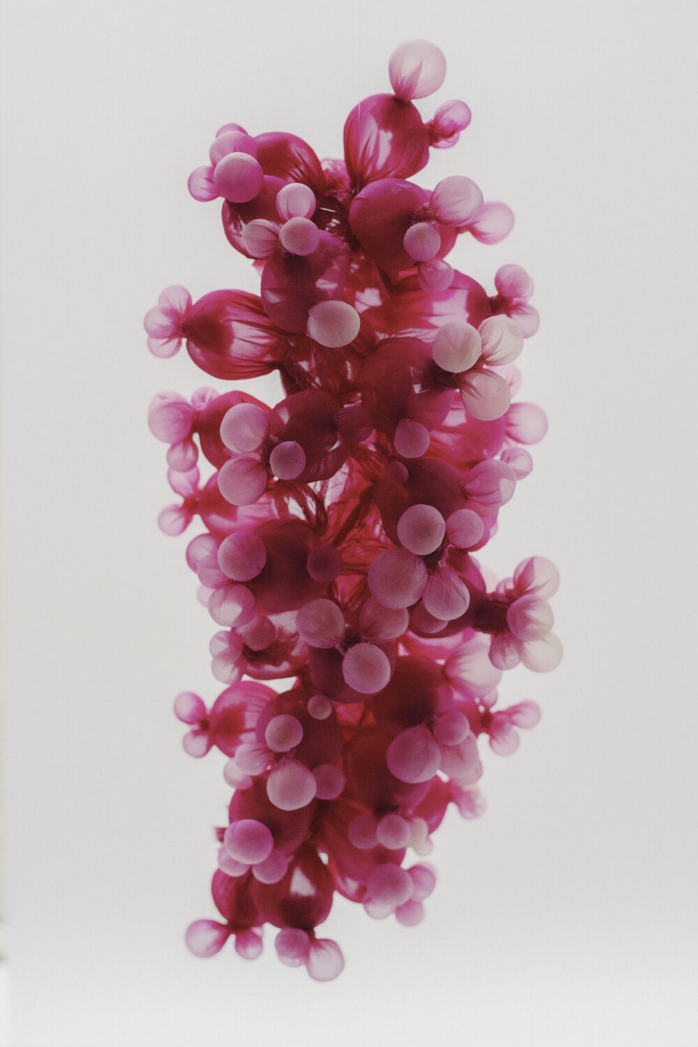 Fotograf Maya Matsuura